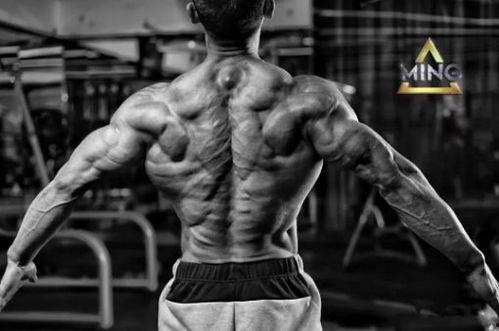 欧美惊艳健体冠军视频,震撼视觉的健美盛宴